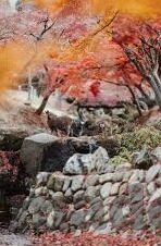 日本一区二区在线-探索日本一区二区在线的多元文化与网络现象